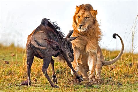 impactantes fotos de animales salvajes tomadas en el momento  lugar