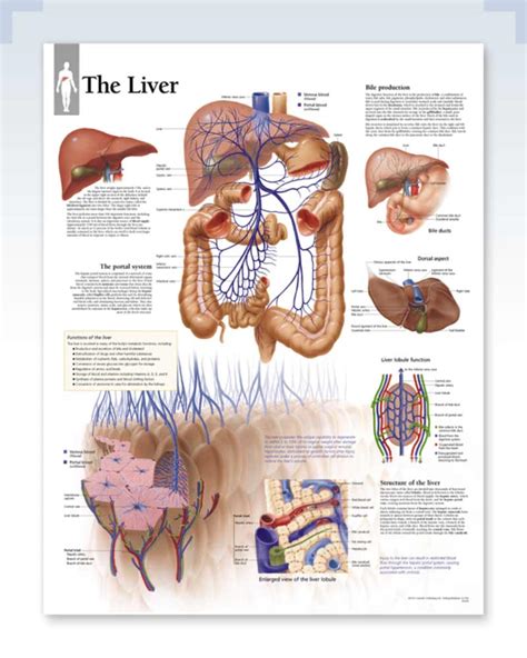 The Liver Anatomy Poster Clinicalposters