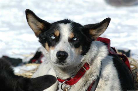 iditarod sled dog race tours arctic adventure wasilla alaska dog sledding realadventures