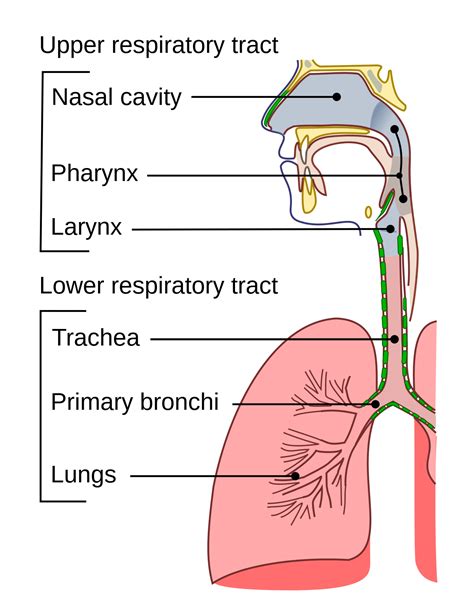 trachea wikipedia