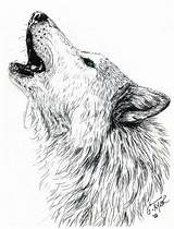 Wolf Howling Drawing Head Moon Tattoo Pages Artwanted Coloring Gayle Taylor Drawings Sketches Wolfs Animal Realistic Draw Tattoos Printable Color sketch template