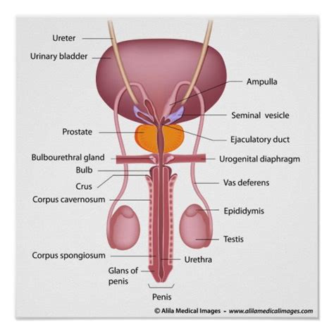 male reproductive system front view diagram human anatomy