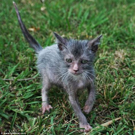 Breeders Develop Lykoi Cat That Looks Like A Werewolf And Acts Like A