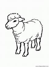 Mouton Colorier Coloriages Sheep Coloriageetdessins sketch template