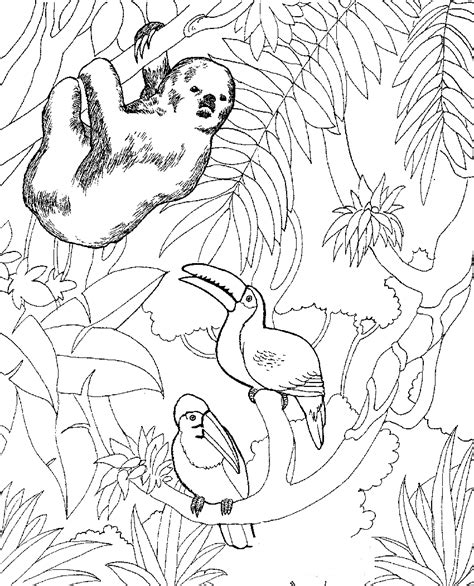 wild animal coloring pages  adults  children   early