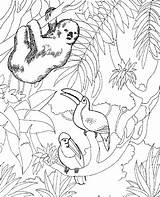 Zoo Coloring Pages Animals Printable Kids sketch template