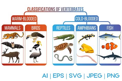 classification  vertebrates animals vector scheme