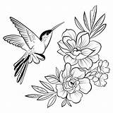 Hummingbird Drawings Floral Flying Colibri Birds Linear Freepik Stylized Hibiscus sketch template