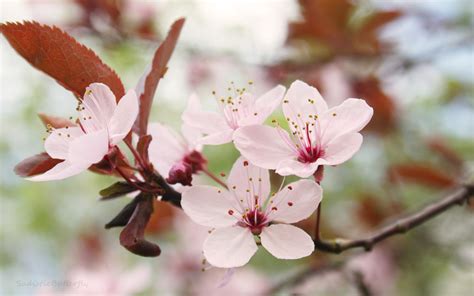 cherry blossom flower wallpaper