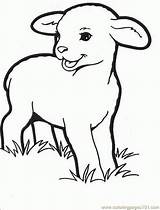 Coloring Pages Lamb Easter Getcolorings sketch template
