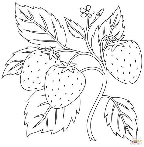 strawberry coloring pages fruit drawing kids fruits realistic pencil