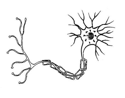 blank neuron cell diagram sketch coloring page