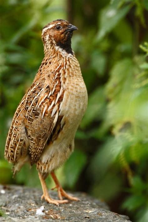common quail breeds  homesteaders