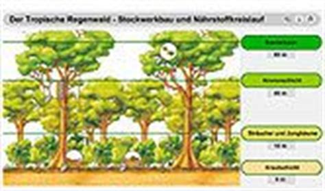 der tropische regenwald stockwerkbau und