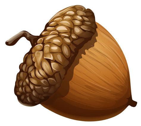 acorn png clipart picture acorn painting acorn acorn image