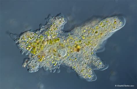 wwwphotomacrographynet view topic amoeba polychaos