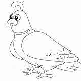 Quail Drawing sketch template