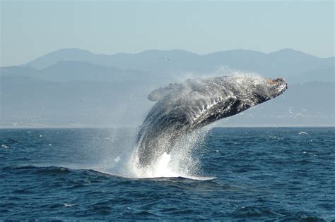 filejumping humpback whalejpg wikipedia