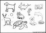 Clipart Coloring Pages Animal Vertebrate Sleeping Clipground Scrapbooking Sheet Templates Cliparts Template sketch template