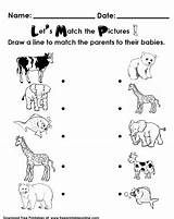 Worksheet Their Preschool Babies Matching Animal Parents Kids Animals Worksheets Activity Kindergarten Each Match Printable Mothers Activities Freeprintableonline Printables Print sketch template