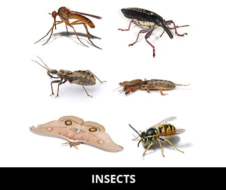 interesting insect facts  kids cool kid facts