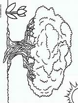 Coloring Tree Baobab Pages Printable sketch template