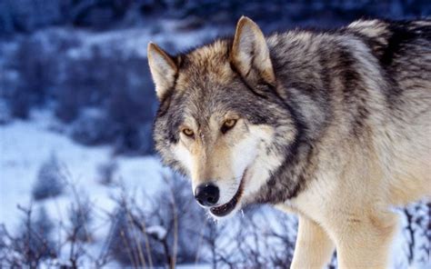 winter snow nature landscape wolf wolves wallpapers hd desktop  mobile backgrounds