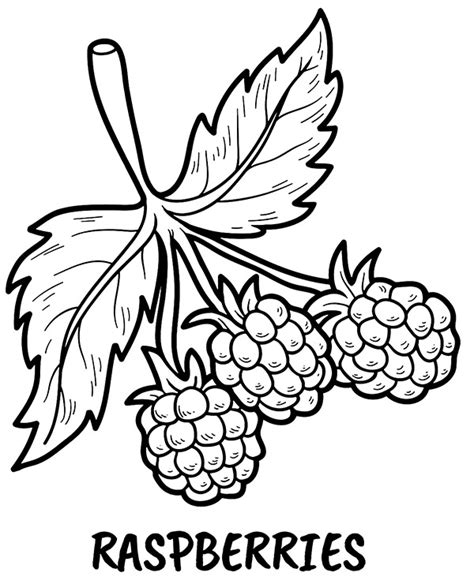 raspberry coloring page   printable colorings images