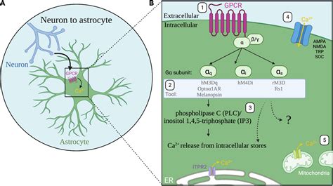 frontiers  synapses  circuits astrocytes regulate behavior