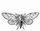 Cicada Drawing Line Getdrawings sketch template