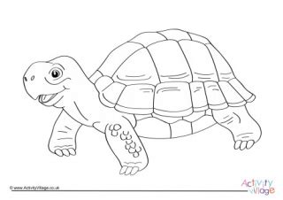 tortoise colour  pattern