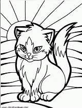 Coloring Cat Pages Kitty Printable Color Realistic Library Clipart sketch template