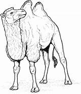 Camel Coloring Pages Caravan Animals Hump Two sketch template