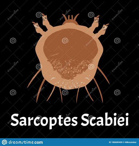 Sarcoptes Scabiei Scabies Sexually Transmitted Disease