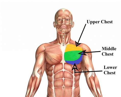 11 best chest exercises at home to build bigger chest faster