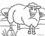 Schaf Sheep Malvorlage Malvorlagen Cool2bkids sketch template