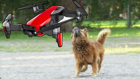 drone  dog   laughs gags youtube