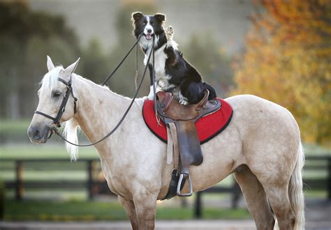 charming dog  rides horses       trick pony