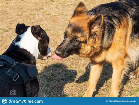 german shepherd  american staffordshire terrier   kissing