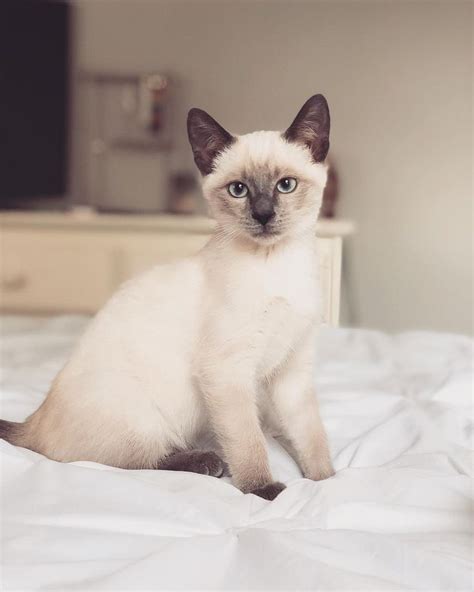 siamese cats cat breed history   interesting facts