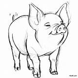 Pig Coloring Smiling Pages Pigs sketch template