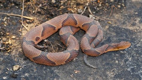 dispelling  myths surrounding copperhead snakes