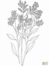 Breath Coloring Gypsophila Drawing Baby Babys Pages Flower Hyacinth Flowers Snapdragon Printable Tattoo Tattoos Supercoloring Drawings Print Floral Paper sketch template