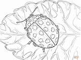 Coloring Ladybird Pages Spot Drawing Dot Printable sketch template