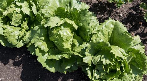 plant grow  care  iceberg lettuce