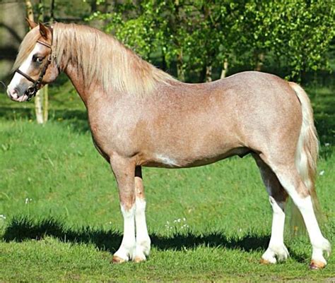 red roan sabino welsh mountain pony section  stallion ysselvliedts