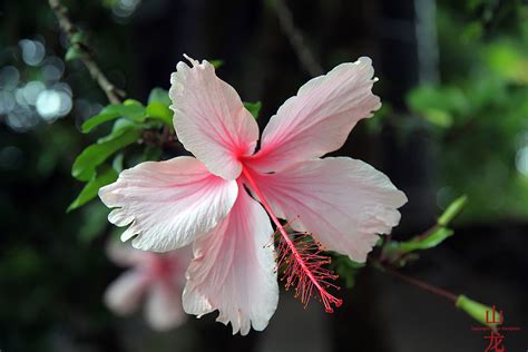 east african flower     beautiful flowers enco flickr
