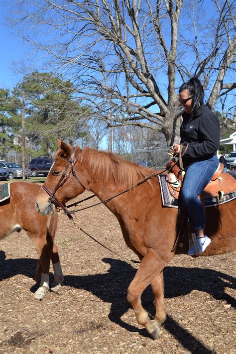 horseback riding cc farm trail rides lessons horse boarding
