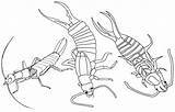 Coloring Insect Earwigs Three Earwig Pages sketch template