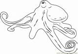 Octopus Octopuses Coloringpages101 sketch template